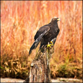Golden Eagle on Stump