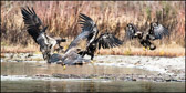 Four Eaglets Fighting