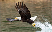 Eagle Nabbing Fish