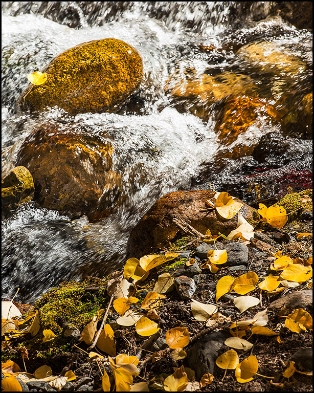 McGee Creek Water Leaves II
