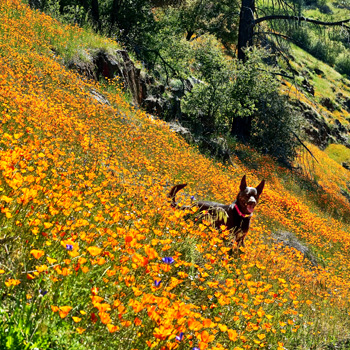 Marty & Poppies