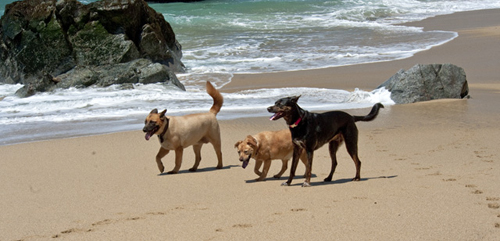 Three Amigos