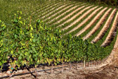PMW Chardonnay Vines Horizontal