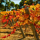 Corby Vineyards Fall