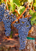 PMW Cabernet Sauvignon Grapes