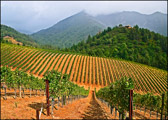 PMW White Wines & Mt.St.Helena