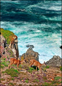 Black Tail Deer on Pt. Lobos