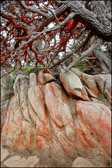 Red Algae on Pt. Lobos Rocks & Trees