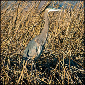 WILD-002_Juvenile_Blue_Heron.jpg