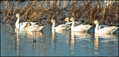 WILD-004_Snow_Geese.jpg