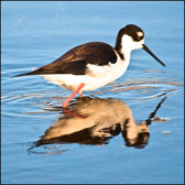 WILD-012_Black-necked_Stilt.jpg