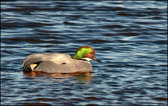 WILD-013_Falcated_Duck.jpg