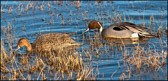 WILD-014_Pintails.jpg