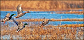 WILD-015_Mallards_Rising.jpg