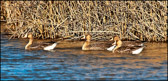WILD-017_WhiteFront_CndGeese.jpg