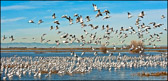 WILD-026_Ross_s_Geese_RisingAM.jpg