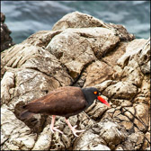 WILD-027_BlackOysterCatcher.jpg