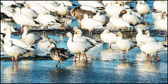 WILD-029_SnowGeese_BlueMorph.jpg
