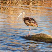 WILD-030_White-faced_Ibis.jpg
