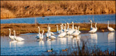 WILD-036_Tundra_Swans.jpg