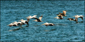 WILD-038_Brown_Pelicans.jpg