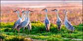 WILD-039_Sandhill_Cranes.jpg