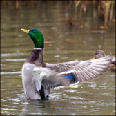WILD-041_MallardDrakeStretching.jpg