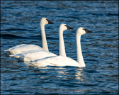 WILD-046_TrumperterSwans3.jpg