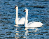 WILD-047_TrumpeterSwans2.jpg
