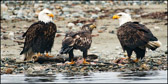 WILD-049_EagleFamily3.jpg