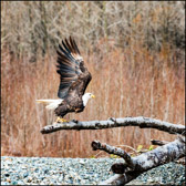 WILD-053_Eagle_TakingOff.jpg