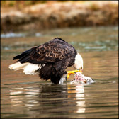 WILD-054_Eagle_Feeding.jpg