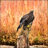 WILD-055_GoldenEagle.jpg