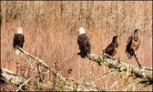 WILD-056_EagleFamily4.jpg
