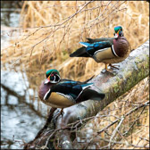 WILD-057_WoodDuckDrakes.jpg