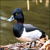 WILD-058_Ring-neck_Duck.jpg