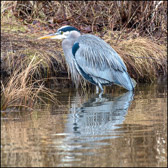 WILD-059_BlueHeron_Adult.jpg