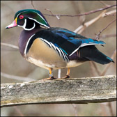 WILD-060_WoodDuck_Drake.jpg