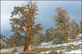 002-BRCN-037_May_Snowstorm.jpg