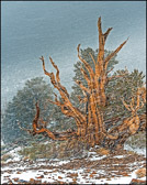 005-BRCN-042_Blowing_Snow.jpg