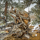 006-BRCN-045_Bristlecone_Stump.jpg