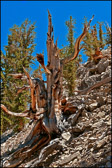 007-BRCN-012_Methuzala_Trail.jpg