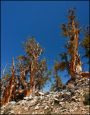 008-BRCN-013_Methuzala_Trail_II.jpg