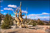 009-BRCN-023_Bristlecone_Pines_XXIII.jpg