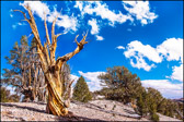 010-BRCN-020_Bristlecone_Pines_XXI.jpg