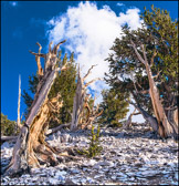 012-BRCN-028_Bristle_Cone_XXVIII.jpg
