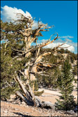 014-BRCN-022_Bristlecone_Pines_XXII.jpg