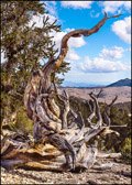 015-BRCN-021_Bristlecone_Pines_XXI.jpg