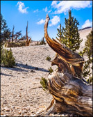 016-BRCN-017_Bristlecone_Pines_XVII.jpg