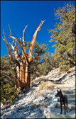 018-Marty_Bristlecones-2009.jpg